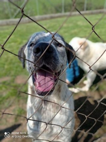 CUCCIOLONE IN ADOZIONE: JAGO - Foto 8