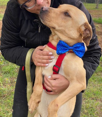 Tuono cucciolo di 2 anni , taglia media - Foto 8