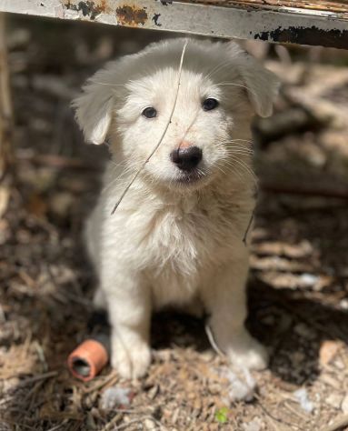 Chiaretta cucciola