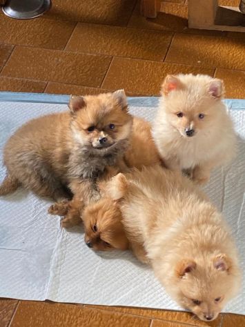 Cuccioli della Pomerania