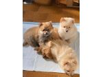 Cuccioli della Pomerania