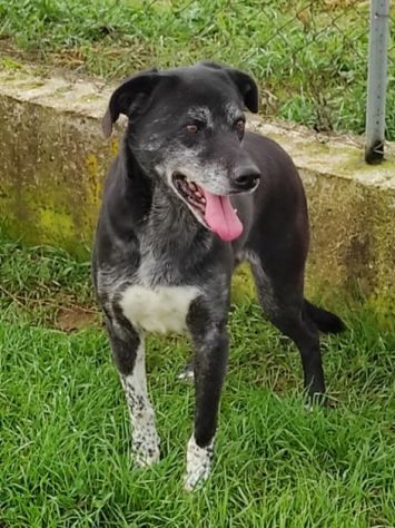 CANE IN ADOZIONE: ZEUS - Foto 5