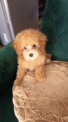 Barboncino Toy - Foto 6
