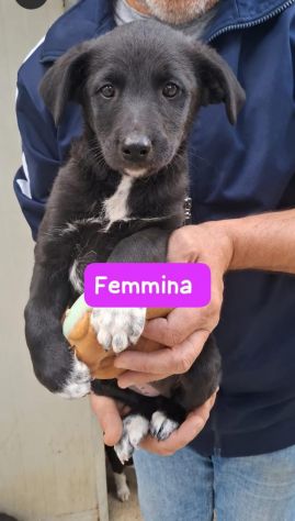 CUCCIOLI 2 MESI taglia media - Foto 2