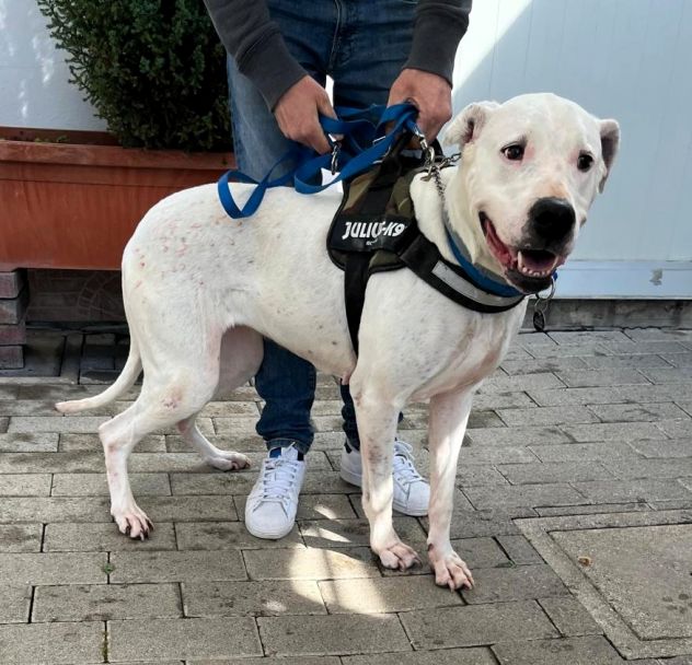 LOLA DOGO ARGENTINO - Foto 2