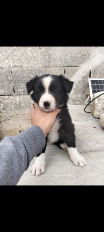 Cuccioli di Border collie - Foto 6