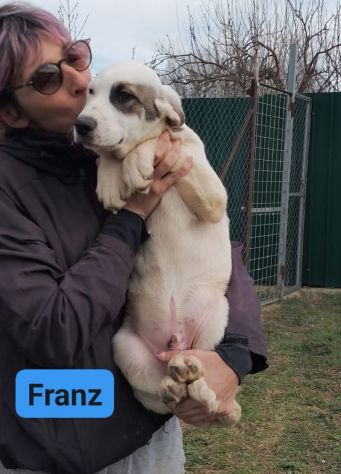 CUCCIOLI IN ADOZIONE - Foto 5