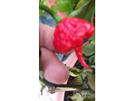 Semi Carolina Reaper, Scorpion Kraken,Habanero