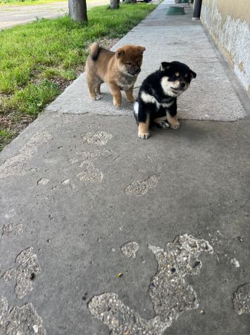 Cuccioli di Shiba Inu con Pedigree - Foto 2