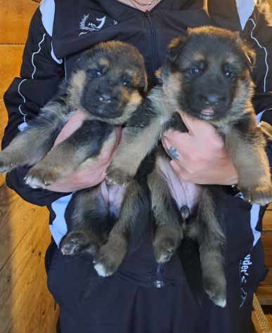 Titolo dellannuncio. Cuccioli di pastore tedesco pelo lungo e pelo normale.