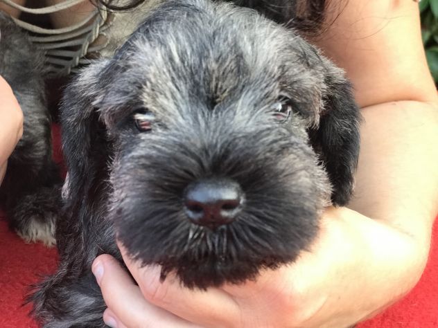 Cuccioli di Zwergschnauzer Pepe e sale - Foto 3