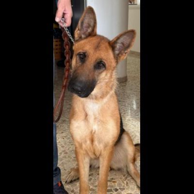 LUNA splendida PT, cane in adozione - Foto 2