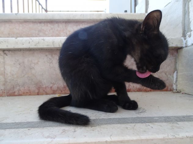 Gattina - Foto 5