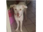 Akira 3/4anni occhi ambra pelo corto tg media A BREVE SOLA! URGENTE NAPOLI