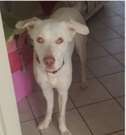 Akira 4anni occhi ambra pelo corto tg media A BREVE SOLA! URGENTE NAPOLI