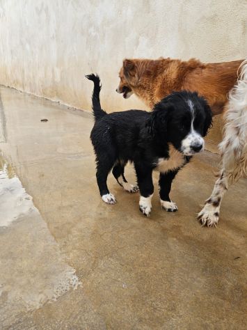 Martina: cucciola taglia contenuta - Foto 2