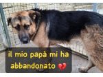 JACK PASTORE TEDESCO 4/5 ANNI IN CANILE