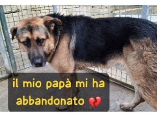JACK PASTORE TEDESCO 4/5 ANNI IN CANILE