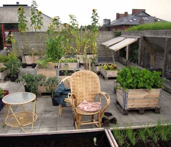ORTO URBANO ZONA VIA BELGIO - Foto 3