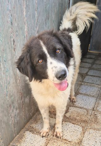 MARGOT,MERITA UNA MERAVIGLIOSA ADOZIONE! - Foto 2