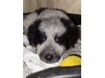 EMY CUCCIOLA 2 MESI – TAGLIA MEDIA –