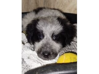 EMY CUCCIOLA 2 MESI – TAGLIA MEDIA –