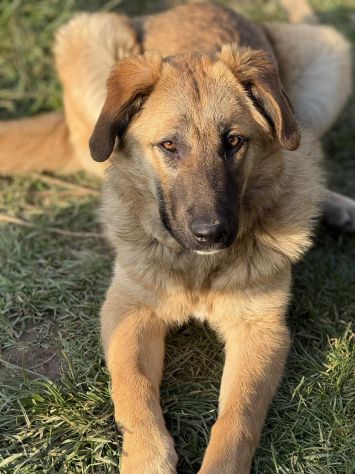 ANNIE, cucciola mix PASTORE TEDESCO! Stupenda - Foto 7