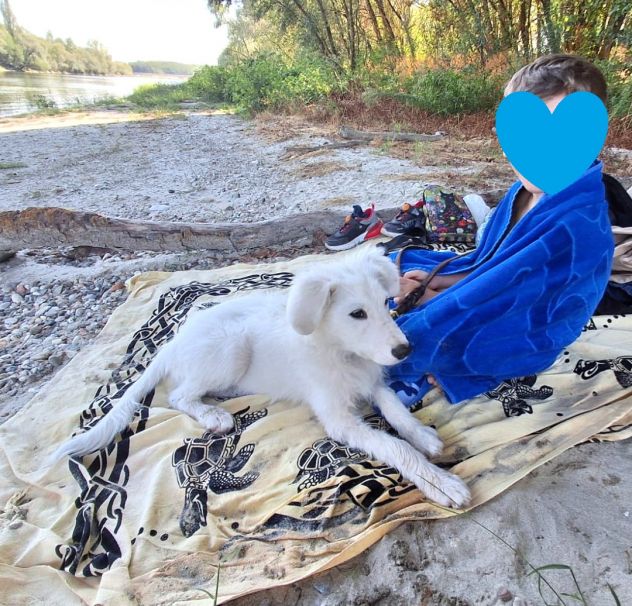 Ciao sono PIF, cucciolo col tartufo a forma di cuore - Foto 4