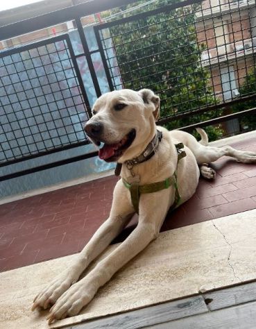 WHISKY 11anni bravo!Non possono più tenerlo URGENTE! - Foto 3