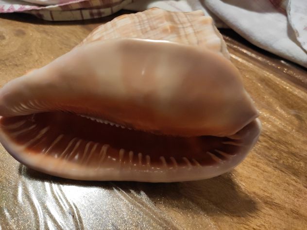conchiglia gigante - Foto 4