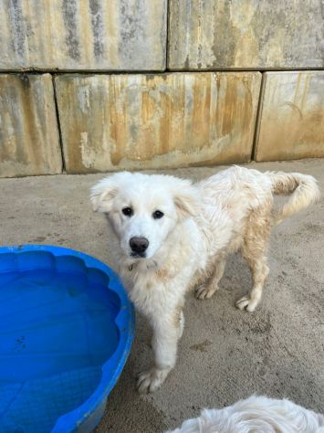 MAREMMANO INCR., 6 MESI (20/09/25), ADOR, AKON, ABEL E ALFIE, CERCANO CASA - Foto 8