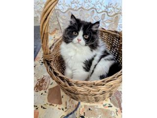 Gattino Persiano Bicolore