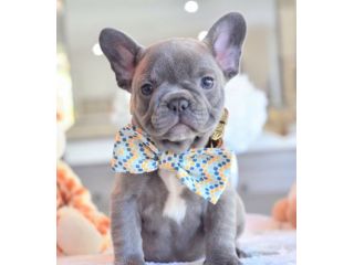 Bouledogue francese -french bulldog