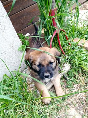 Ofelia cucciola - Foto 4