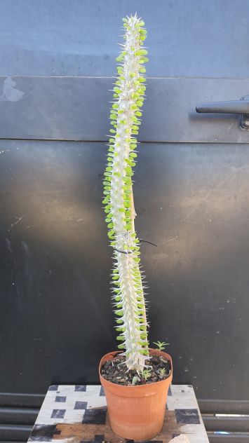 Cactus Caudex Bonsai - Alluaudia Procera - RARA! - Foto 4