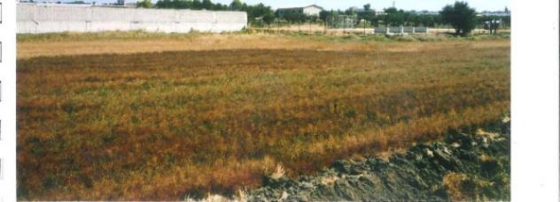 Immobile in asta di 10004 m² in vendita a Lucera - Foto 5