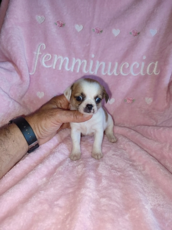 Cuccioli di chihuahua Toy - Foto 2