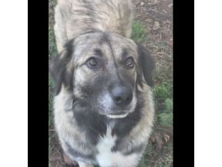 Meravigliosa PRINCESSE CAGNOLONA IN ADOZIONE