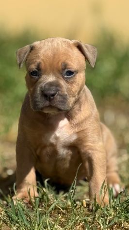 Amstaff cuccioli Blu Fawn - Foto 4