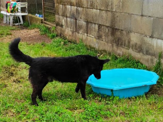 CAGNOLINO IN ADOZIONE: ALBERTO, piccolo lupetto. - Foto 6