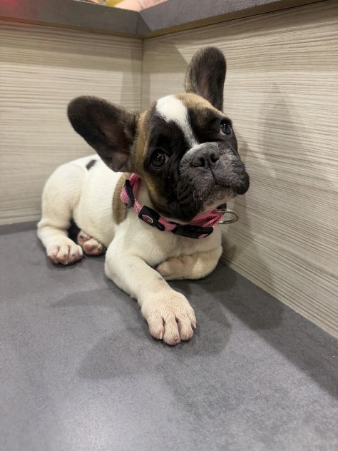 Animali