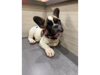 Animali