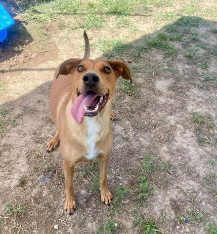 DOROTY ALLEGRA E SOCIEVOLE CAGNOLINA IN ADOZIONE - Foto 10