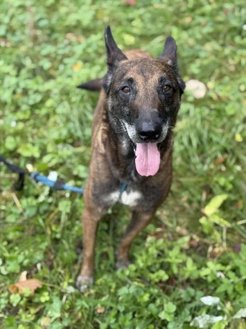 NARA &amp; AIRON: PASTORI BELGA MALINOIS dolcissimi! - Foto 4
