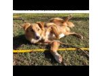 GAETANO mix border collie, meraviglioso amore, cagnolino in adozione