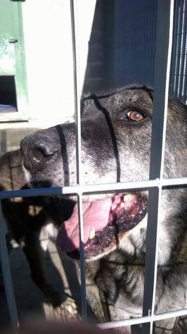 CESARE, il gigante buono - Foto 2