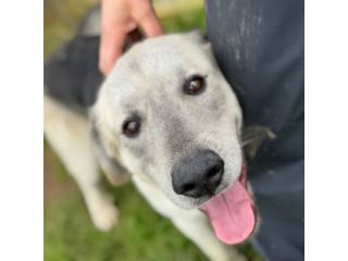 JAZZ AMOREVOLE CANE IN ADOZIONE