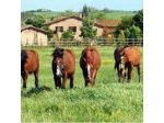 Agriturismo Vignola