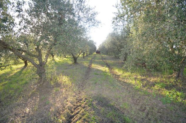 Seminativo in vendita a Grosseto - Foto 10