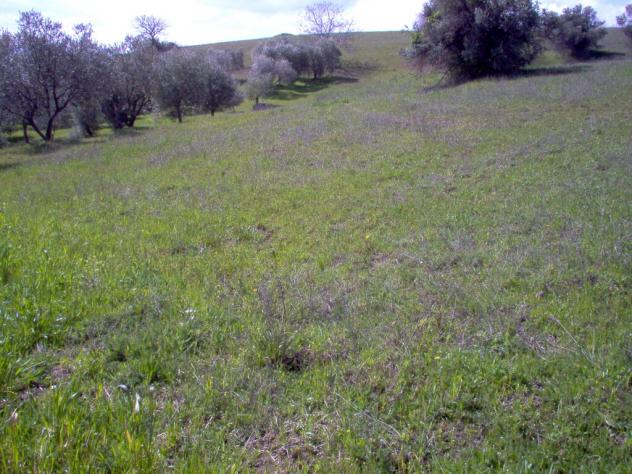 terreno coltivabile mq18000 Privato - Foto 4
